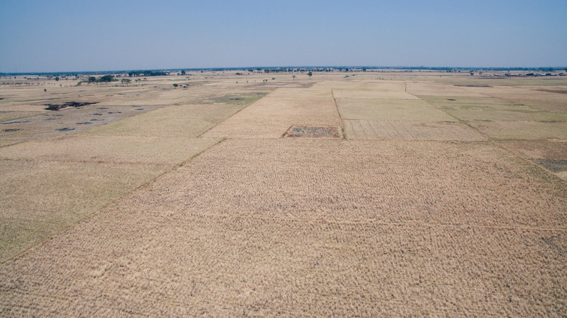 Harvest failure in Indramayu, dry season 2015. Taken from air using a drone - Credit: Rhino Ariefiansyah, 2015
